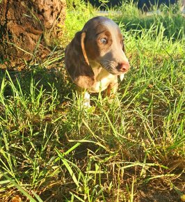 jazvečík dachshund - 5