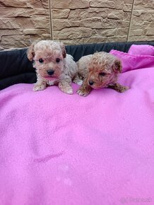 Maltipoo mini, maltipo - 5