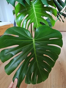 Monstera - 5