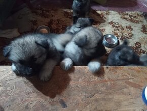 Nemecky vlci spic/keeshond - 5