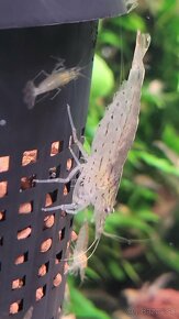 Krevetky Caridina Multidentata (Amano, Japonica) - 5