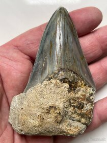 Zub Megalodon (Otodus megalodon), 9,9cm Predane - 5