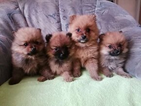 Oranžový špic-pomeranian - 5