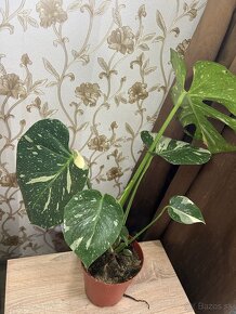 Monstera deliciosa Thai constellation - 5