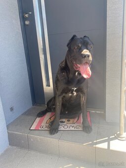 Ponúkam na krytie cane corso - 5