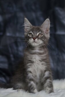 Mainská mývalia / maine coon s pp - 5