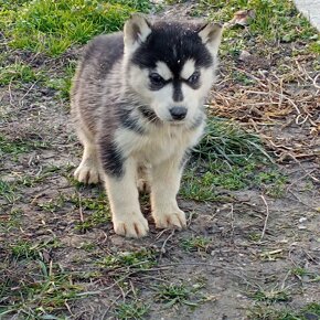 Sibírsky husky šteniatka - 5