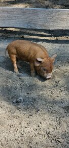 Predám Kune kune - 5