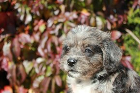 Shih-poo,Mal-schi,maltipoo - 5