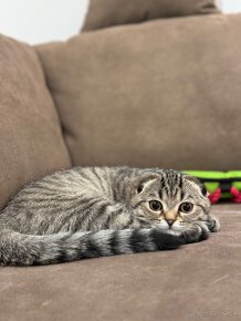 Scottish fold s PP, škótska klapouchá mačka - 5