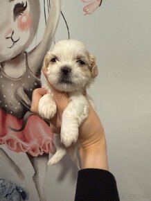 Shih-tzu s PP, Shih tzu, Shi tzu, si cu - 5