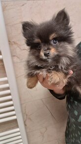 Pomeranian mini - 5