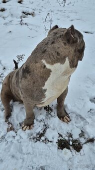 American bully xl - 5