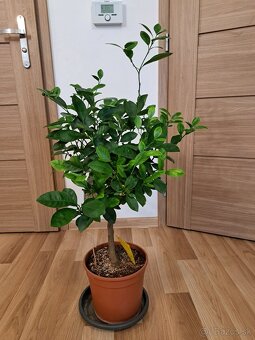 Calamondin mandarínkovník - 5