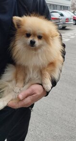 Pomeranian - 5