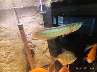 Lepisosteus platyrhincus albino red eye 20+cm - 5