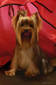 YORKSHIRE TERRIER s PP - 5