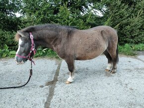 Predám mini horse, pony - 5