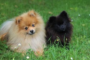 Pomeranian - 5