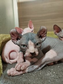 Don sphynx, sphynx mačička - 5