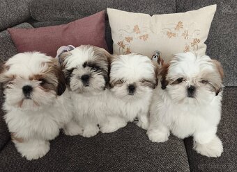 Shih-tzu šteniatka s preukazom pôvodu - 5