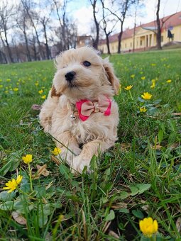 Maltipoo (Pudel + malteze) - 5