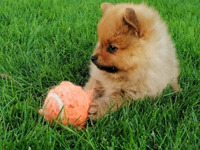 Oranzovy spic - pomeranian - 5