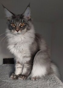 MAINE COON - mainská mývalia s PP - 5