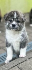 Akita Inu - 5