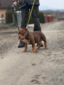 American Bully Classic/ standart - 5