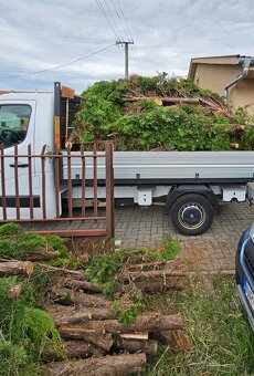 Vykopavanie a vyrub tuji s korenmi - 5