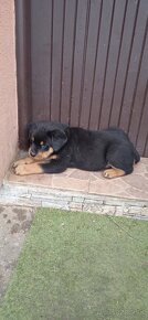 Rottweiler , RTW - 5