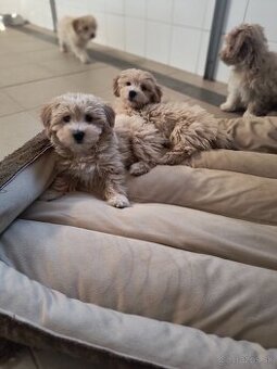 Maltipoo - 5