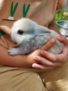 Zakrslý zajačik, zakrslý králik - 5