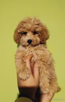 Maltipoo - 5