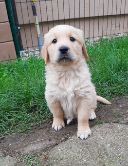 Zlatý (golden) retriever - šteniatka - 5