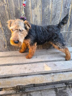 Welsh terrier - 5