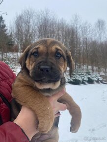 Cane corso/retríver-darujem šteniatka - 5