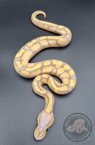 Python Regius  - Ball Python - 5