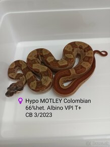 Boa Constrictor VPI T+ - 5