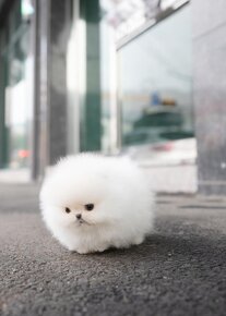 Mini pomeranianské šteniatko - 5