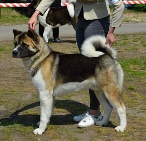 AMERICKÁ AKITA_šteniatka s PP - 5