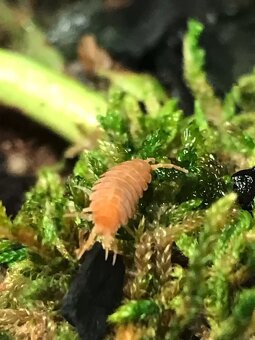 Isopody Porcellio laevis orange. - 5