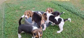 bígl, bígel, beagle - 5