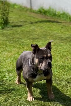 American Bully Pocket - 5