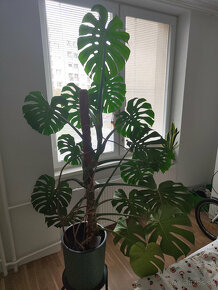 PREDAM Monstera deliciosa - 5