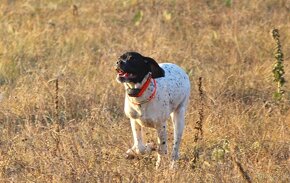 Anglický pointer, english pointer, stavač - 5