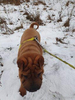 Shar-pei , šarpei - 5