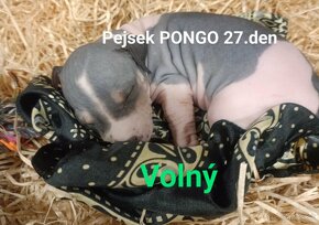 Americký bezsrstý teriér - štěňátka s PP, - 5