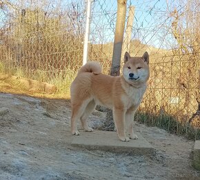 Shiba inu šteniatka - 5